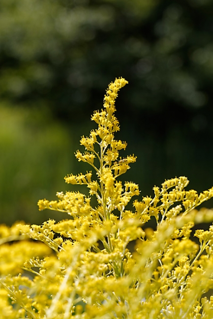 Jardin des Impressionnistes-105